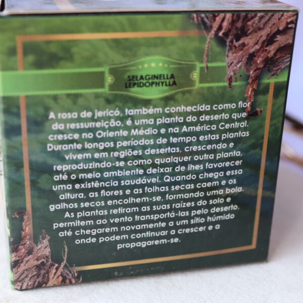 Rosa de Jericó - Image 3
